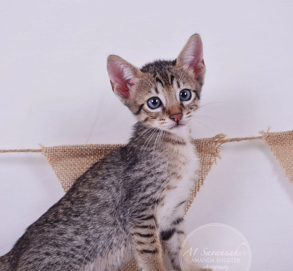 A1Savannahs Cooper SBT Male Savannah Kitten