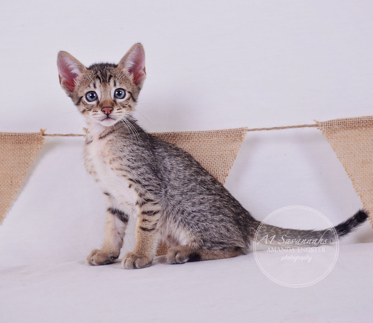 A1Savannahs Cooper SBT Male Savannah Kitten