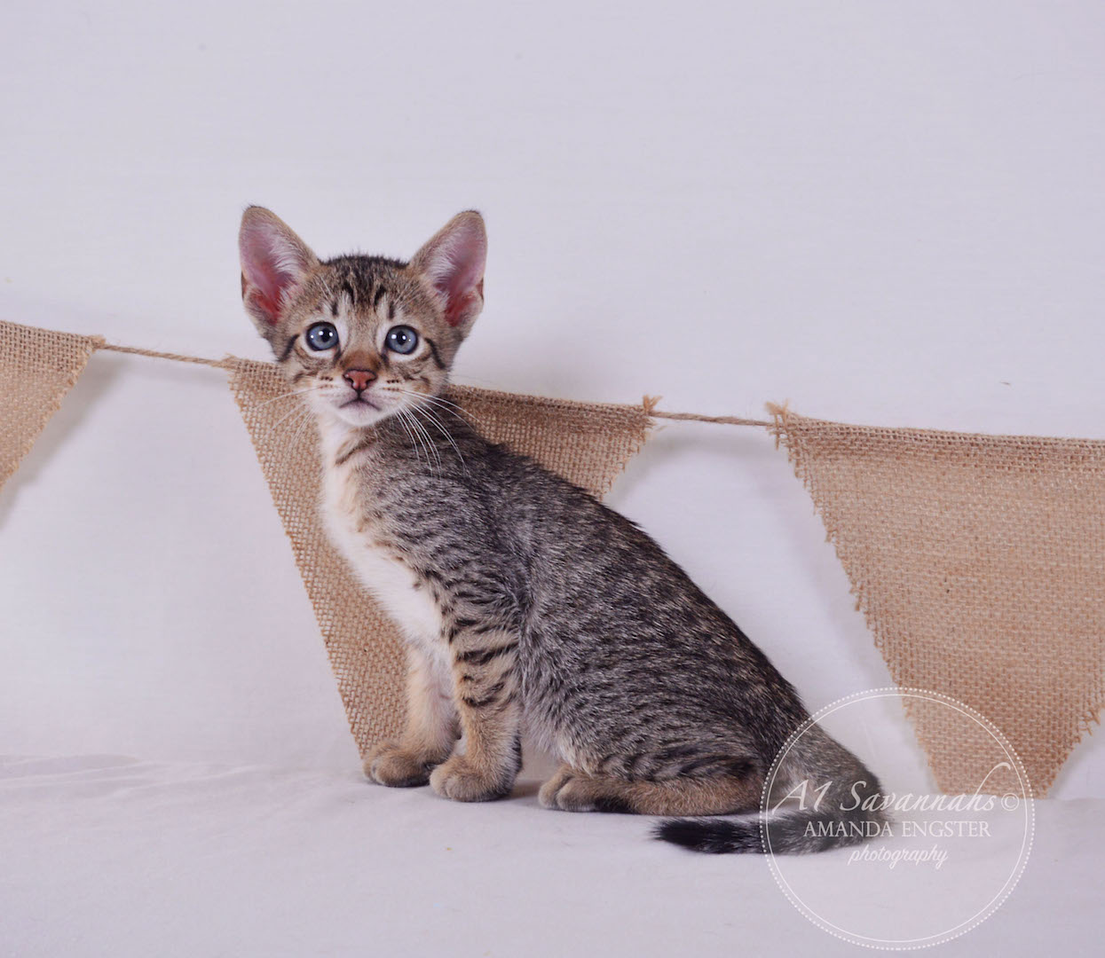 A1Savannahs Cooper SBT Male Savannah Kitten