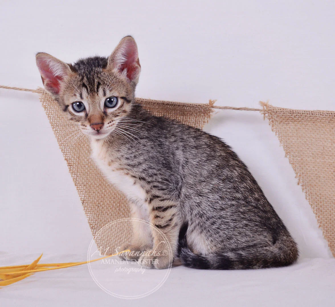 A1Savannahs Cooper SBT Male Savannah Kitten