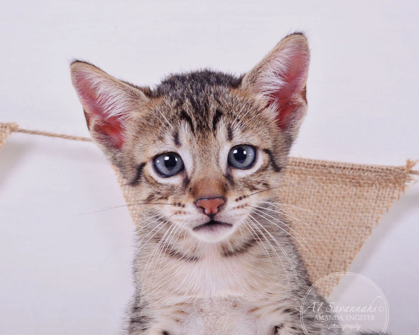 A1Savannahs Cooper SBT Male Savannah Kitten