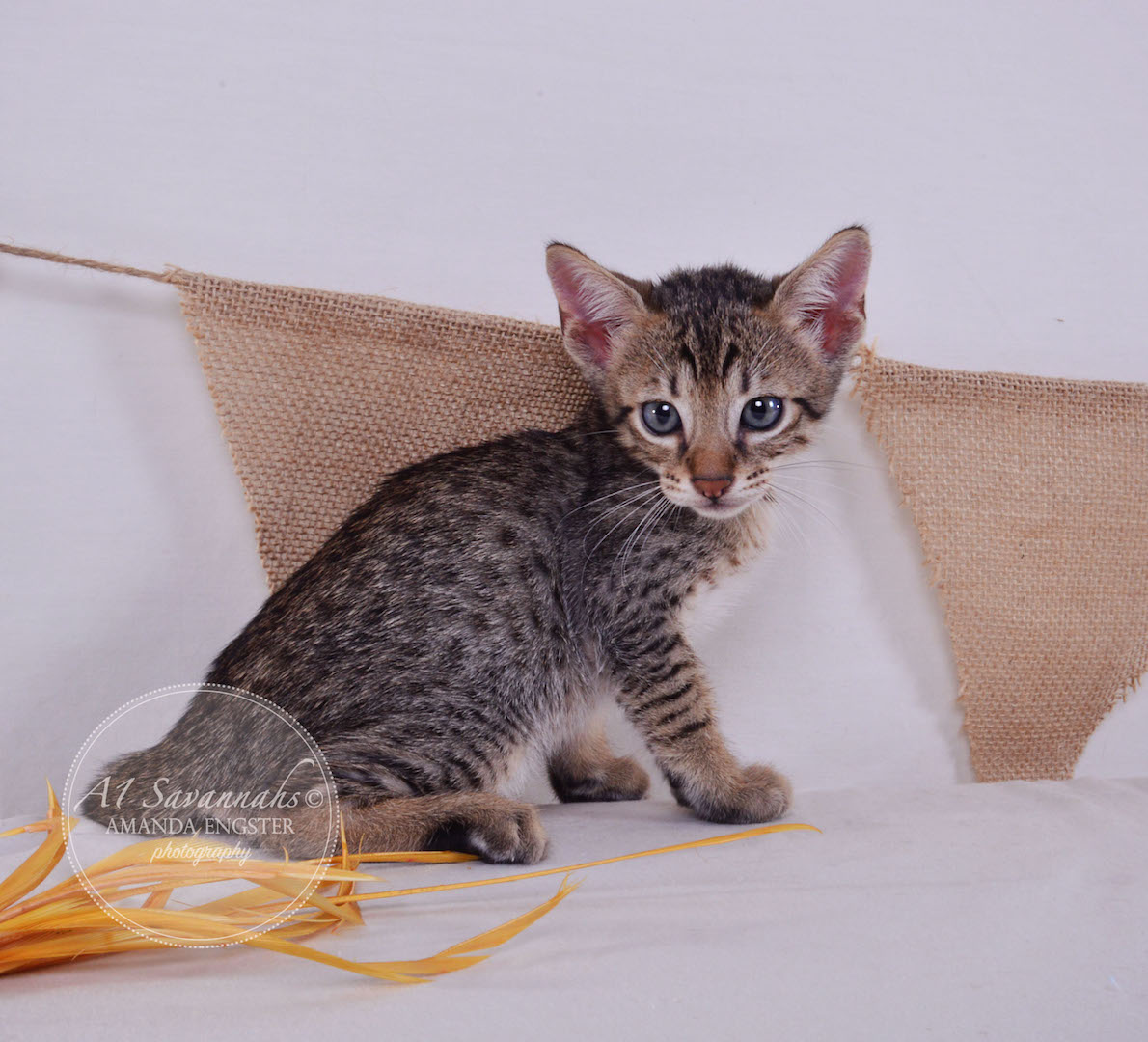 A1Savannahs Cooper SBT Male Savannah Kitten