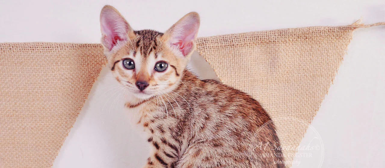 A1Savannahs Evie SBT Female Savannah Kitten