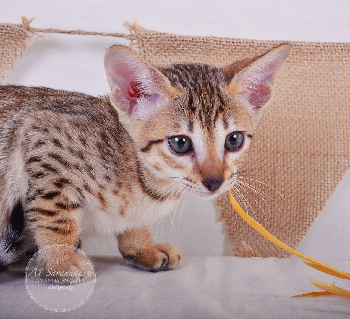 A1Savannahs Evie SBT Female Savannah Kitten