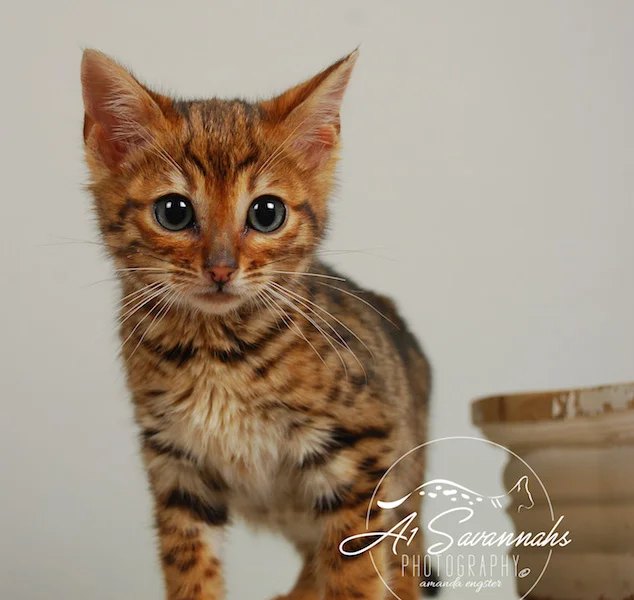 A1Savannahs Sam SBT Female Savannah Kitten