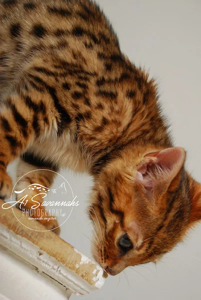 A1Savannahs Sam SBT Female Savannah Kitten