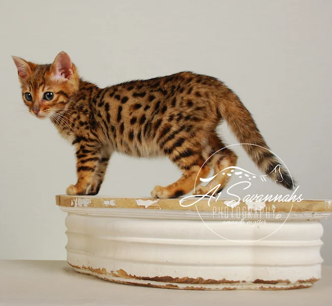 A1Savannahs Sam SBT Female Savannah Kitten