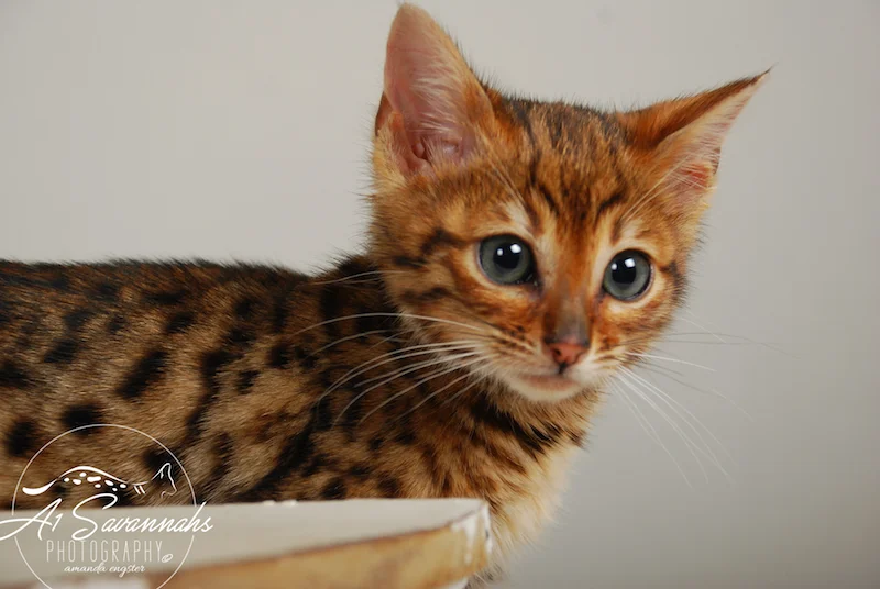 A1Savannahs Sam SBT Female Savannah Kitten