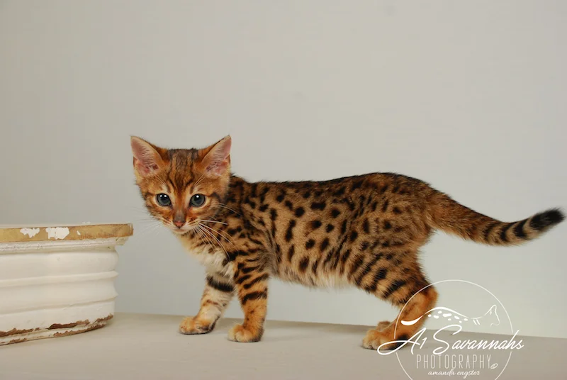 A1Savannahs Sam SBT Female Savannah Kitten