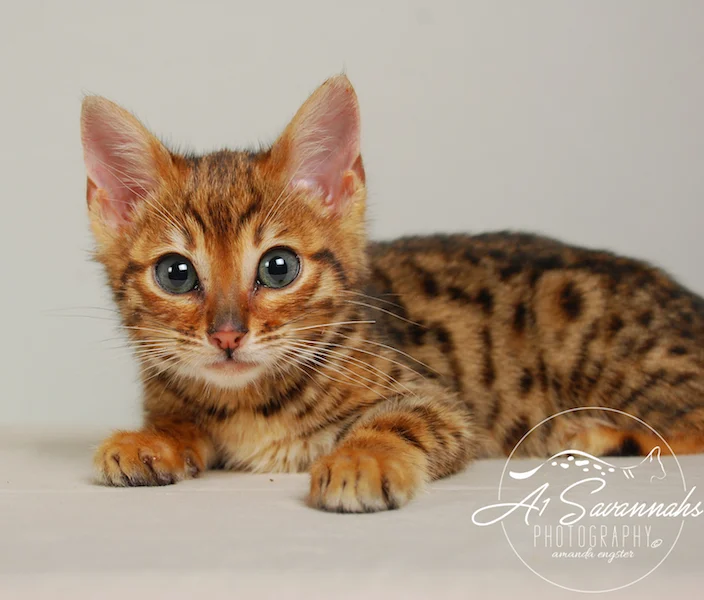A1Savannahs Sam SBT Female Savannah Kitten