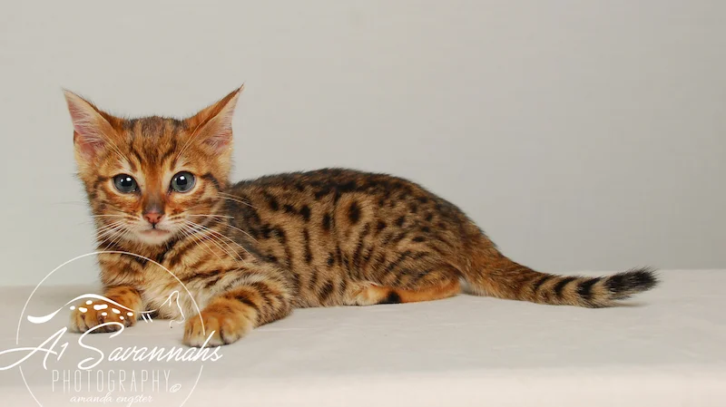 A1Savannahs Sam SBT Female Savannah Kitten