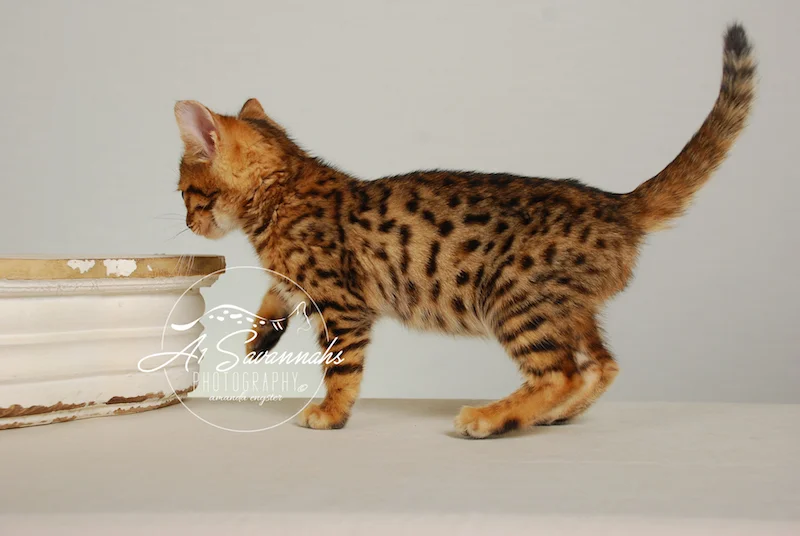 A1Savannahs Sam SBT Female Savannah Kitten