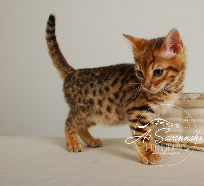 A1Savannahs Sam SBT Female Savannah Kitten