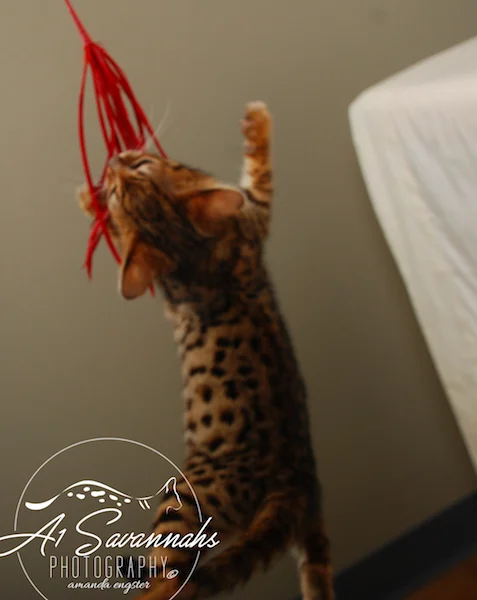 A1Savannahs Sam SBT Female Savannah Kitten