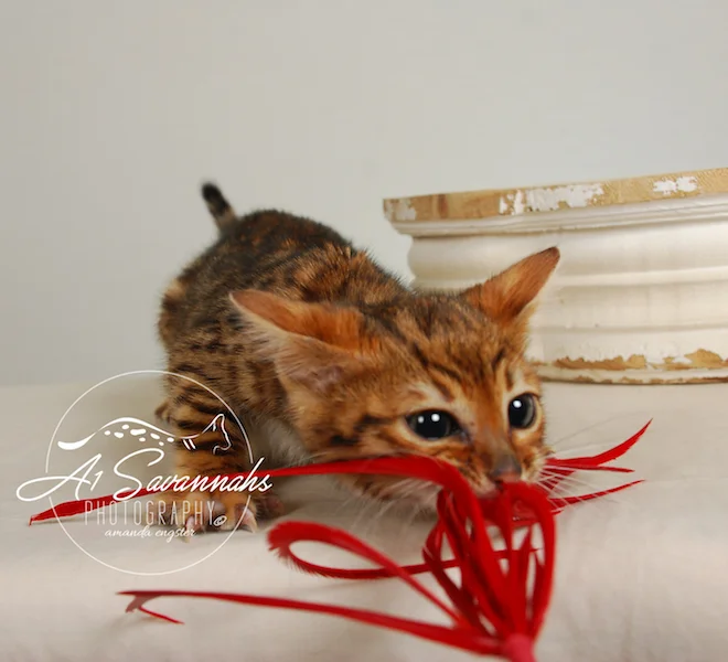 A1Savannahs Sam SBT Female Savannah Kitten