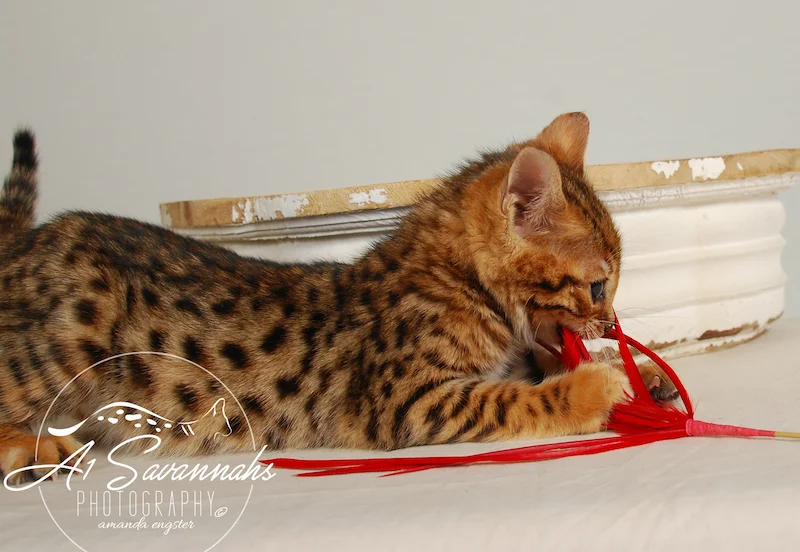 A1Savannahs Sam SBT Female Savannah Kitten