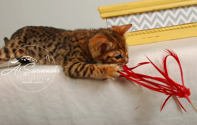 A1Savannahs Sam SBT Female Savannah Kitten