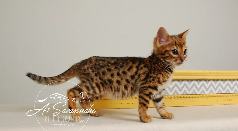 A1Savannahs Sam SBT Female Savannah Kitten
