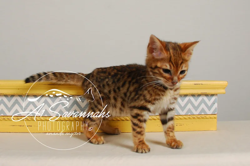 A1Savannahs Sam SBT Female Savannah Kitten