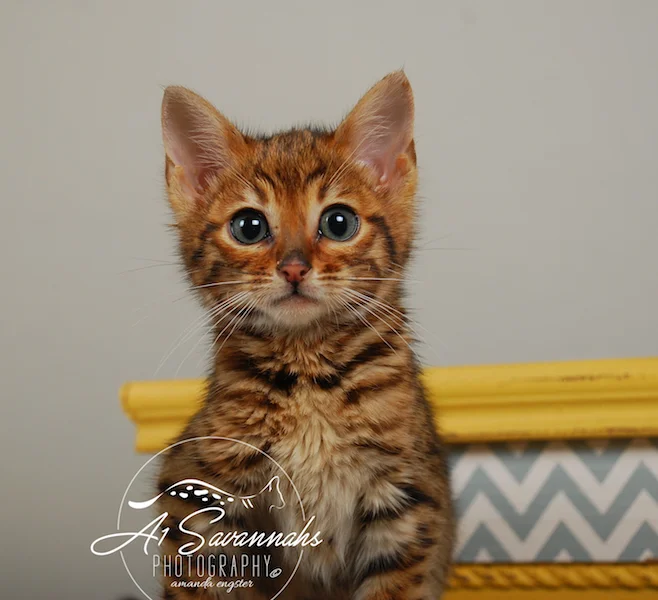 A1Savannahs Sam SBT Female Savannah Kitten
