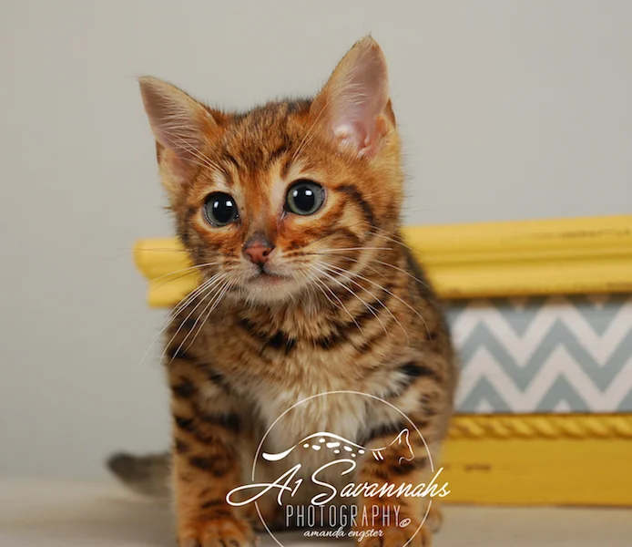 A1Savannahs Sam SBT Female Savannah Kitten