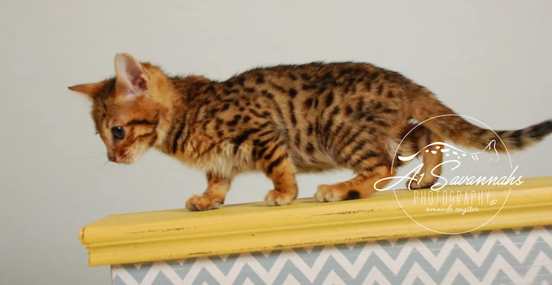 A1Savannahs Sam SBT Female Savannah Kitten