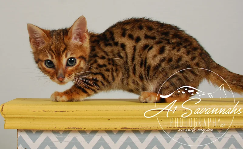 A1Savannahs Sam SBT Female Savannah Kitten