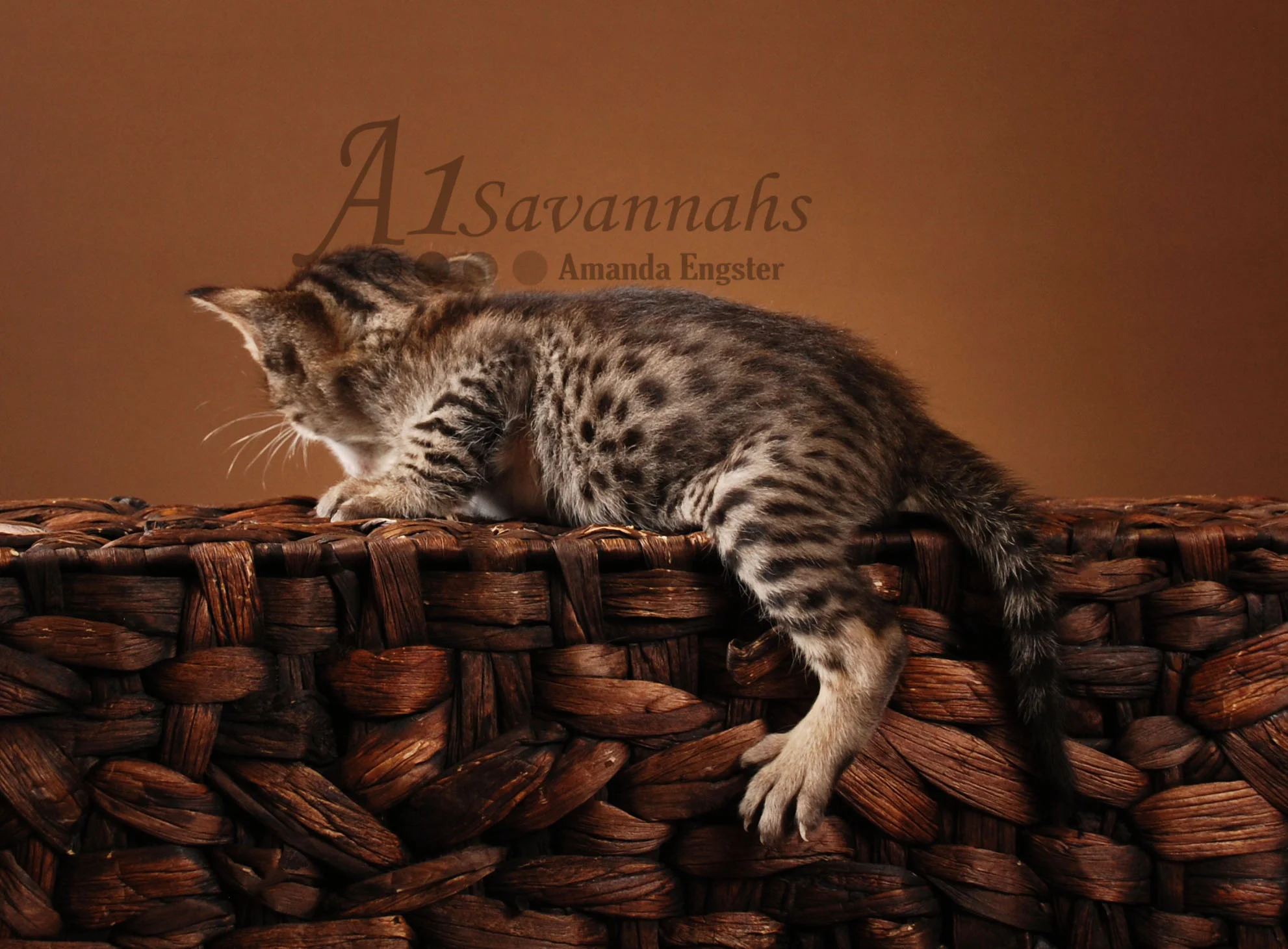 A1Savannahs Rosco F5 Male Savannah Kitten