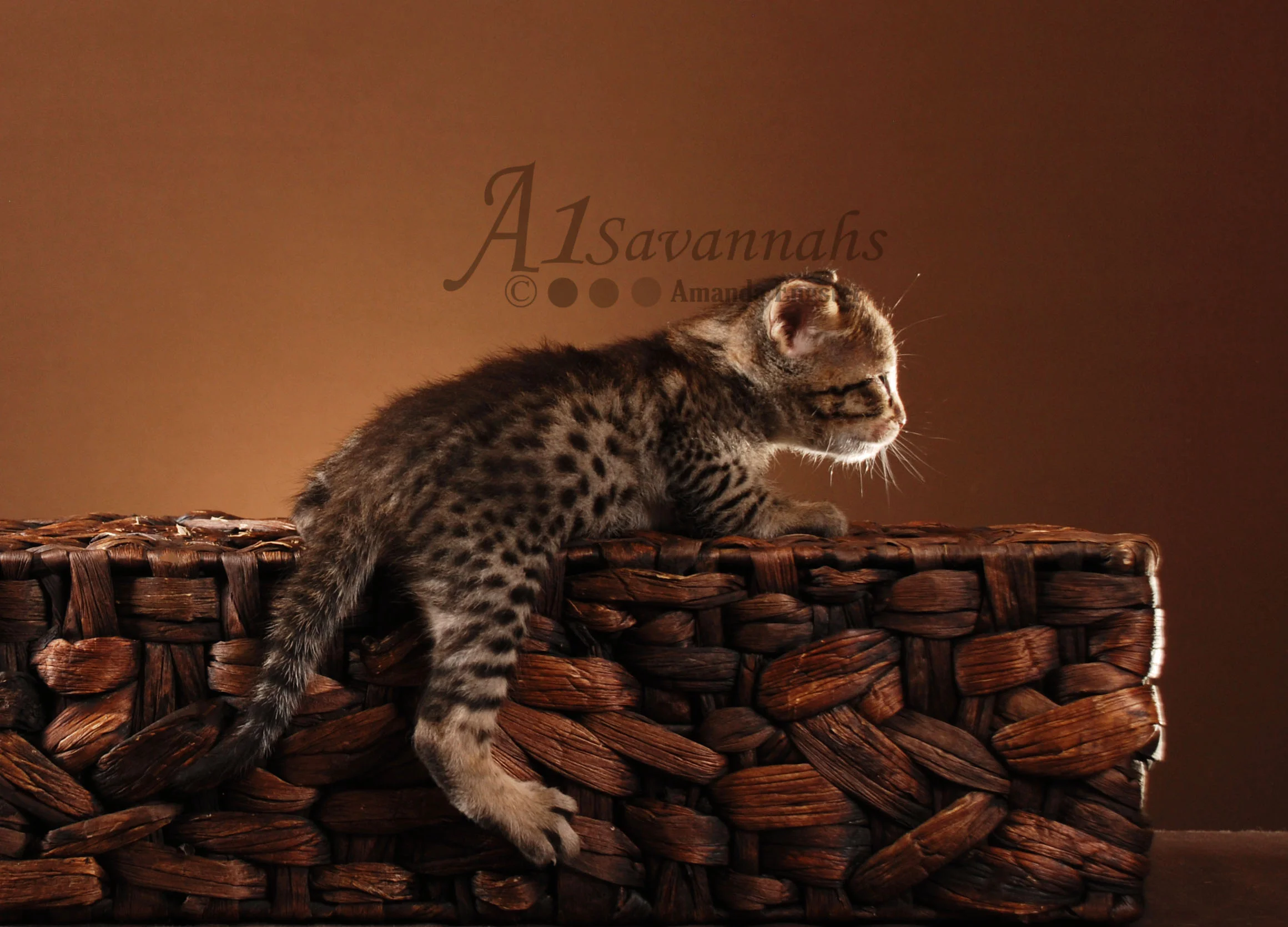 A1Savannahs Rosco F5 Male Savannah Kitten