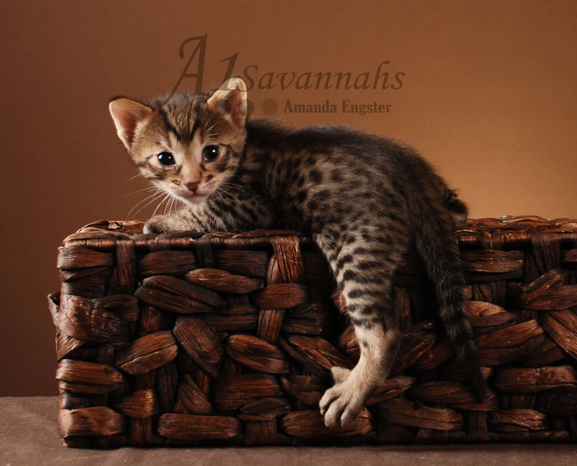 A1Savannahs Rosco F5 Male Savannah Kitten