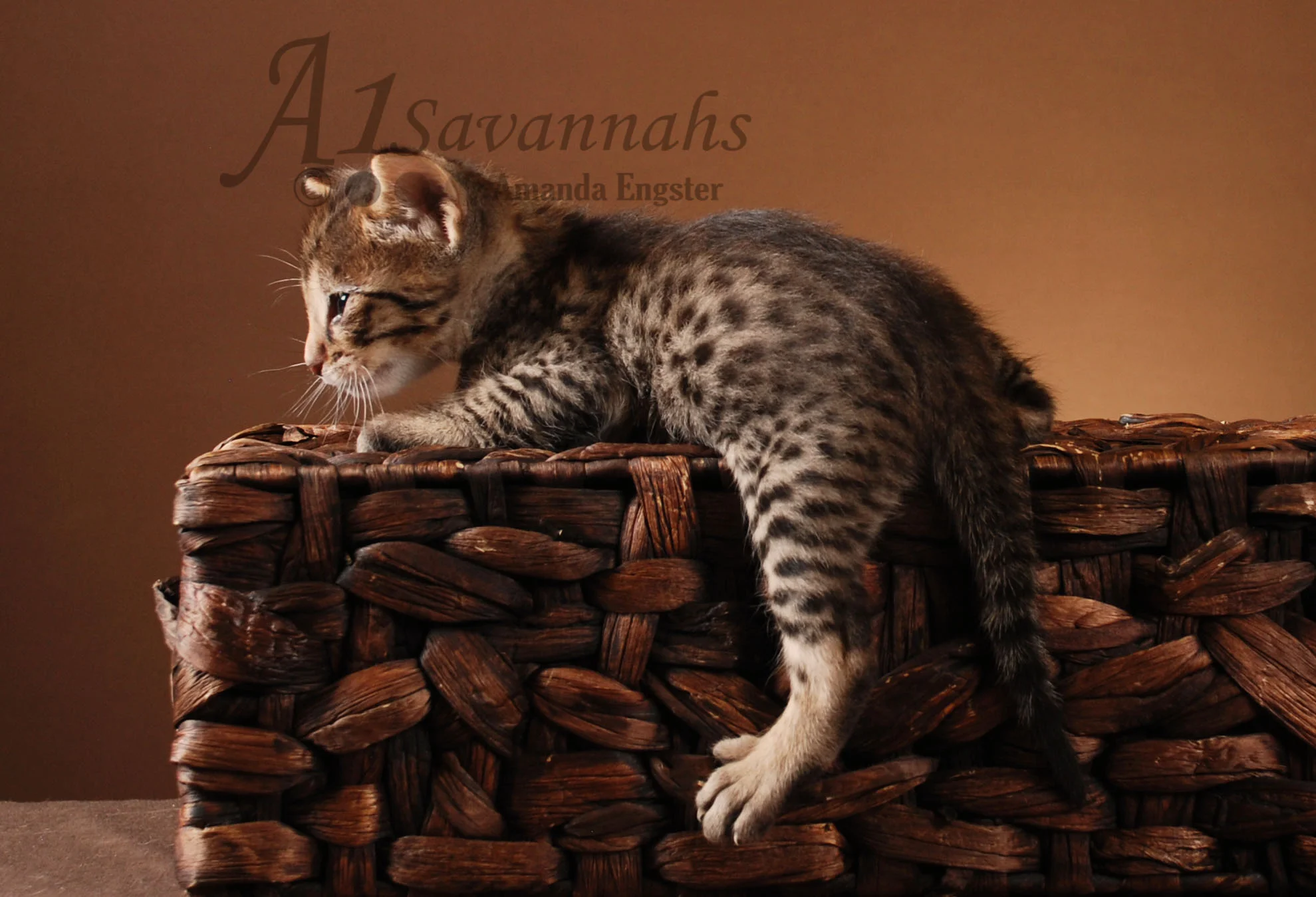 A1Savannahs Rosco F5 Male Savannah Kitten