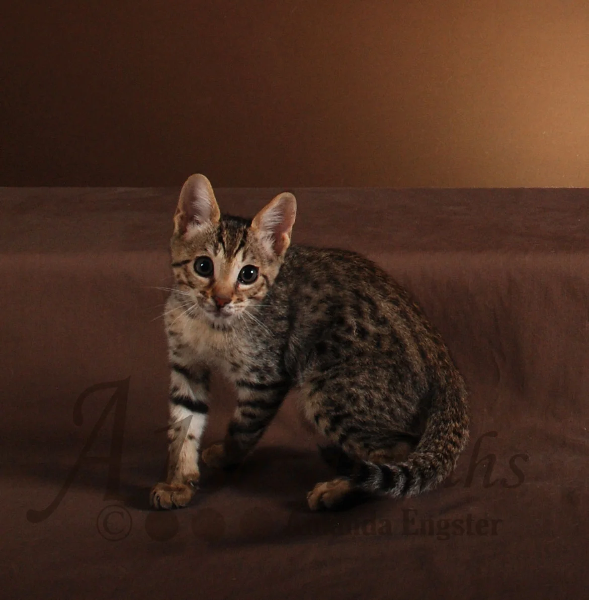 A1Savannahs Rosco F5 Male Savannah Kitten