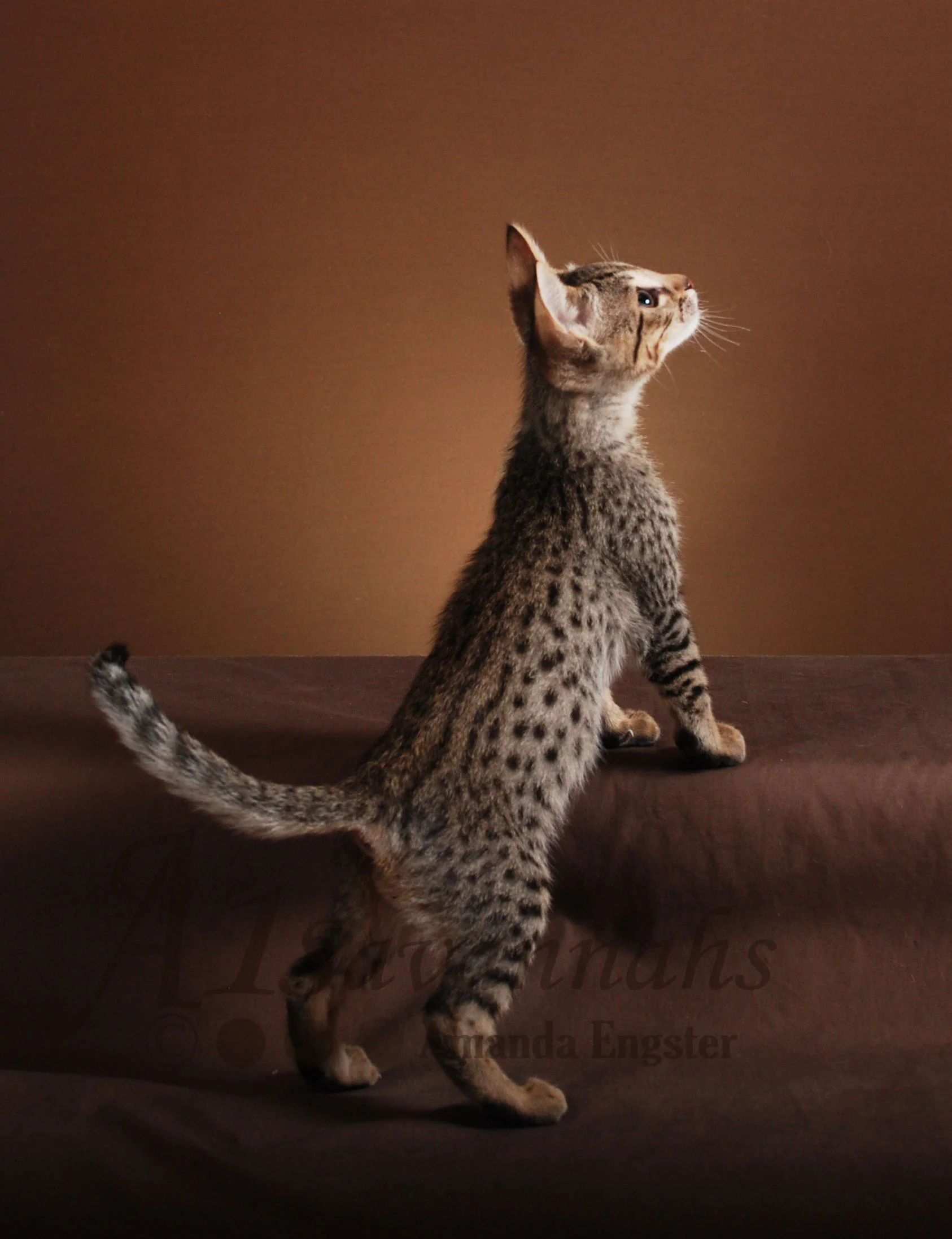 A1Savannahs Rosco F5 Male Savannah Kitten