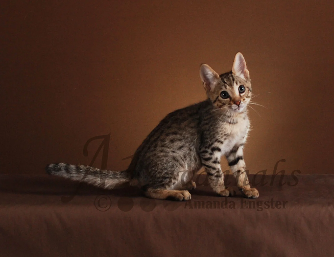 A1Savannahs Rosco F5 Male Savannah Kitten