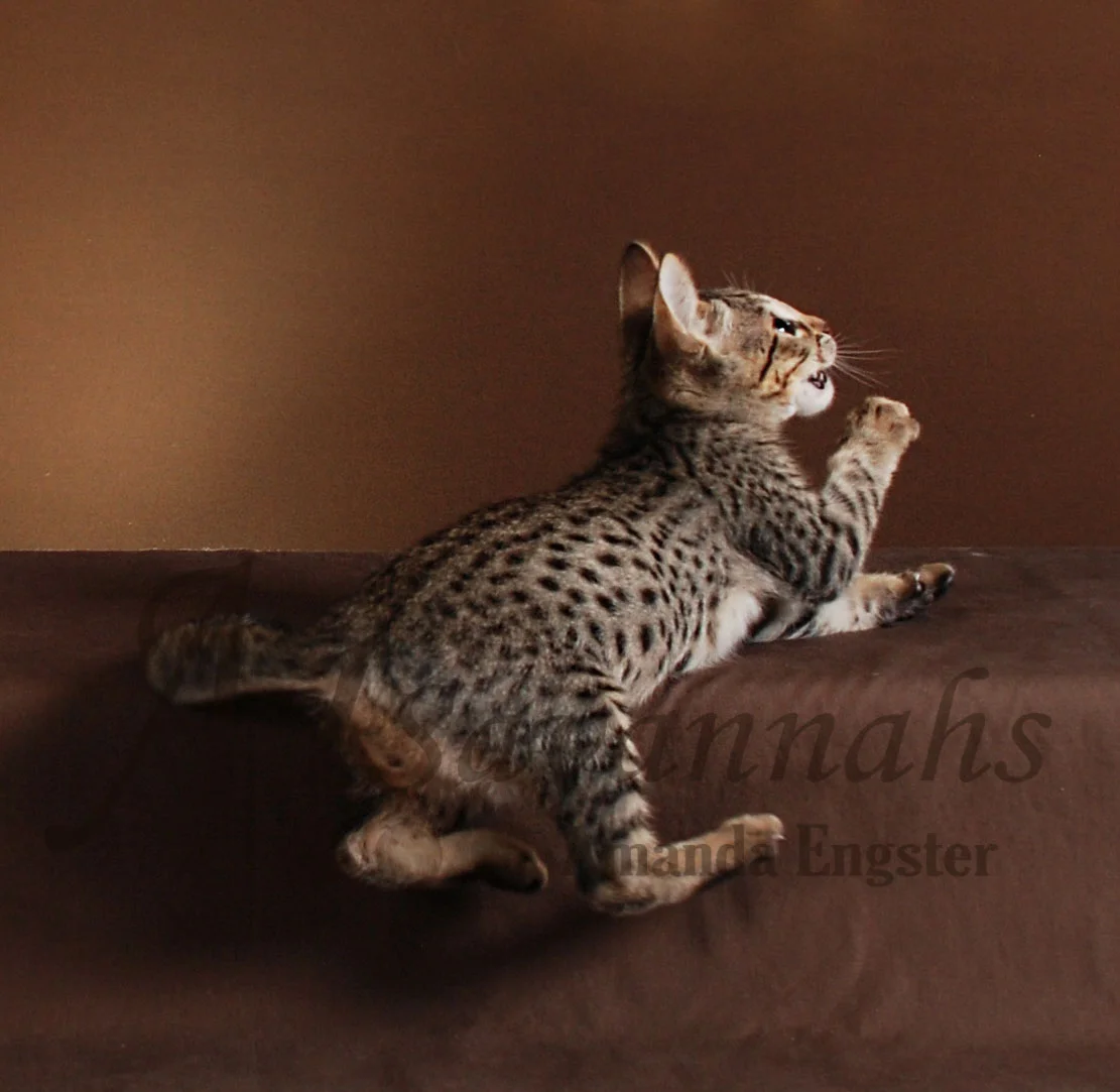 A1Savannahs Rosco F5 Male Savannah Kitten