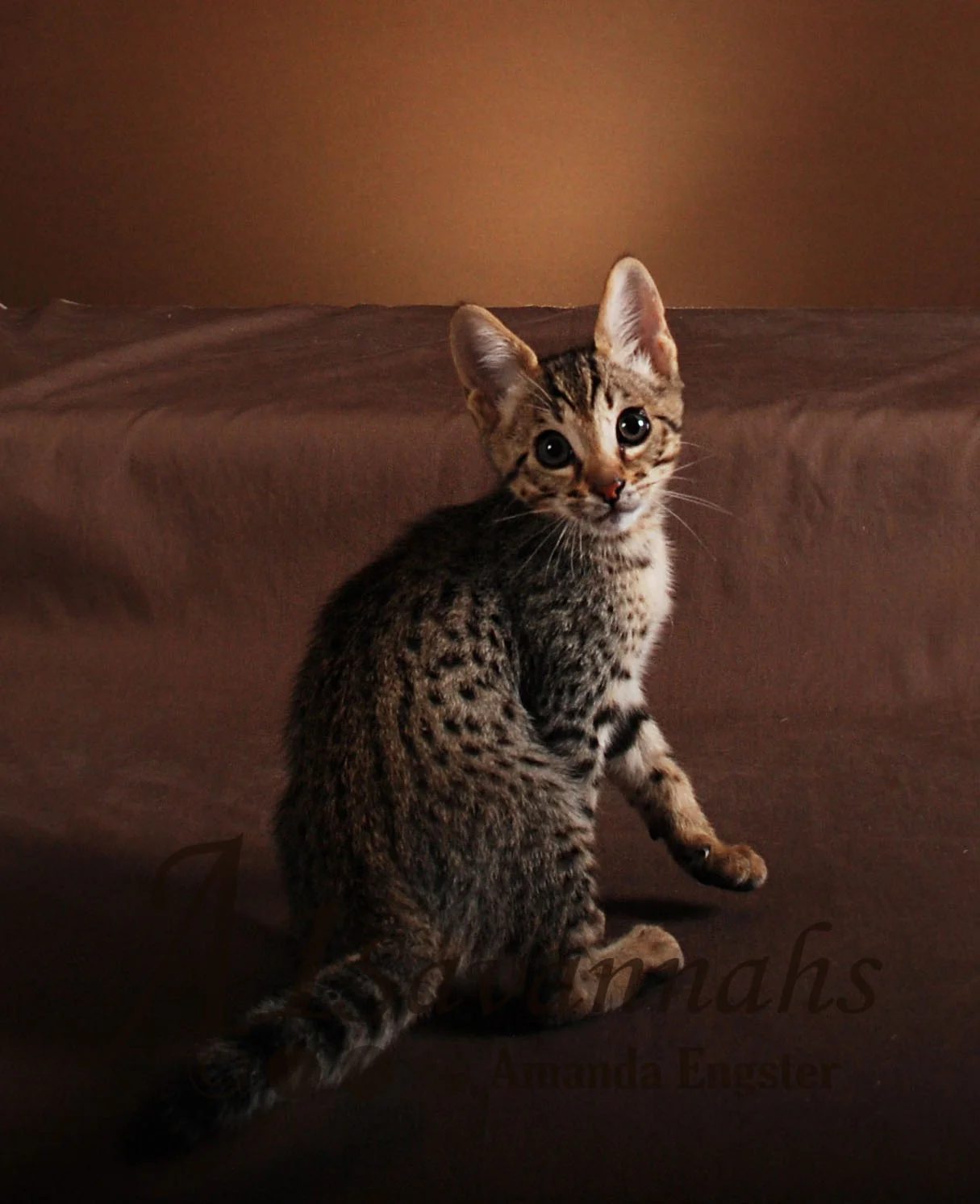 A1Savannahs Rosco F5 Male Savannah Kitten