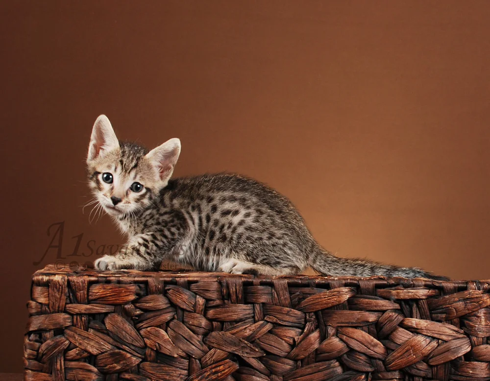 Bengal Kittens F6 Savannah Cat For Sale Houston SBT Male Savannah