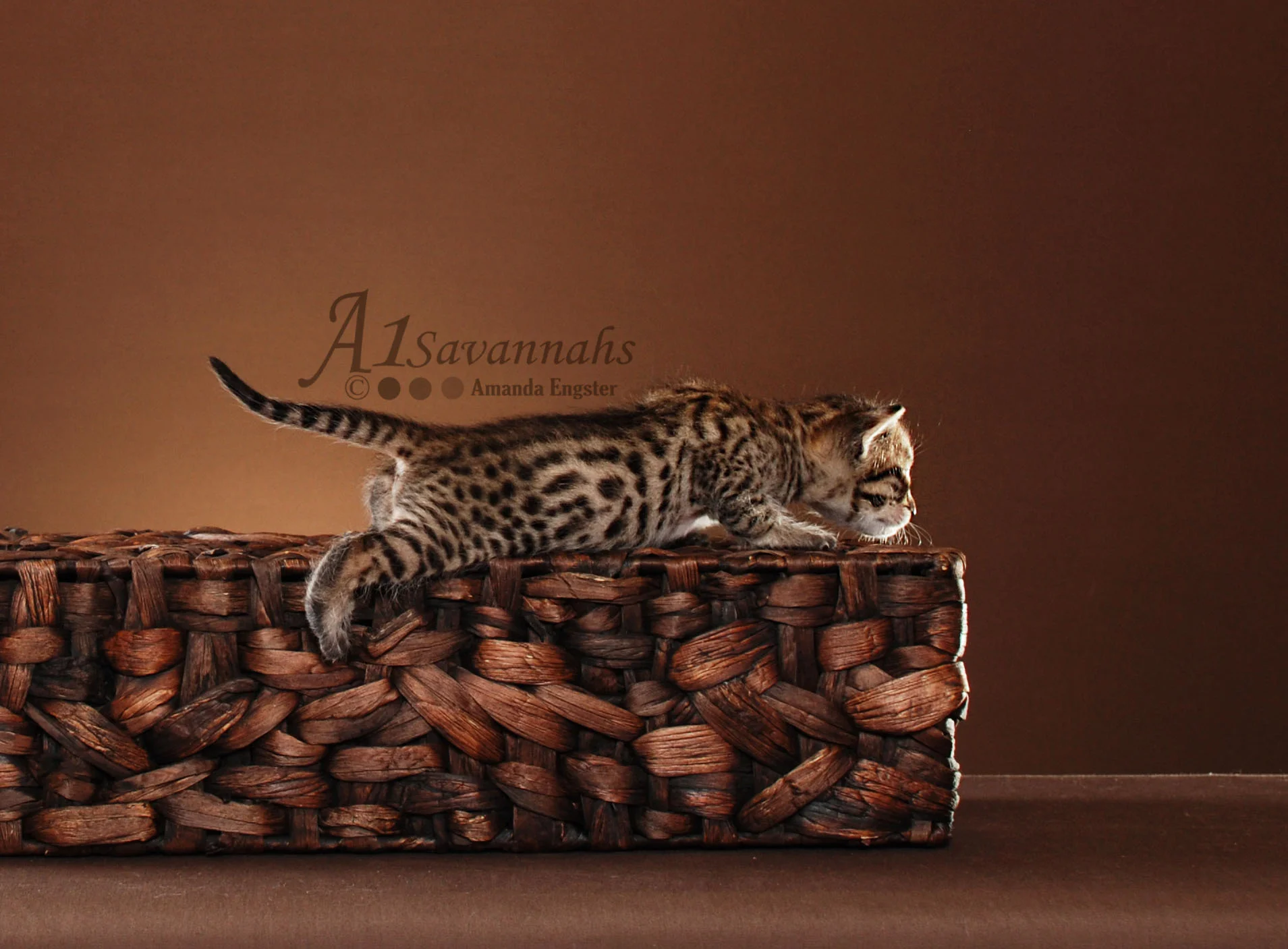 A1Savannahs Bruno SBT Male Savannah Kitten