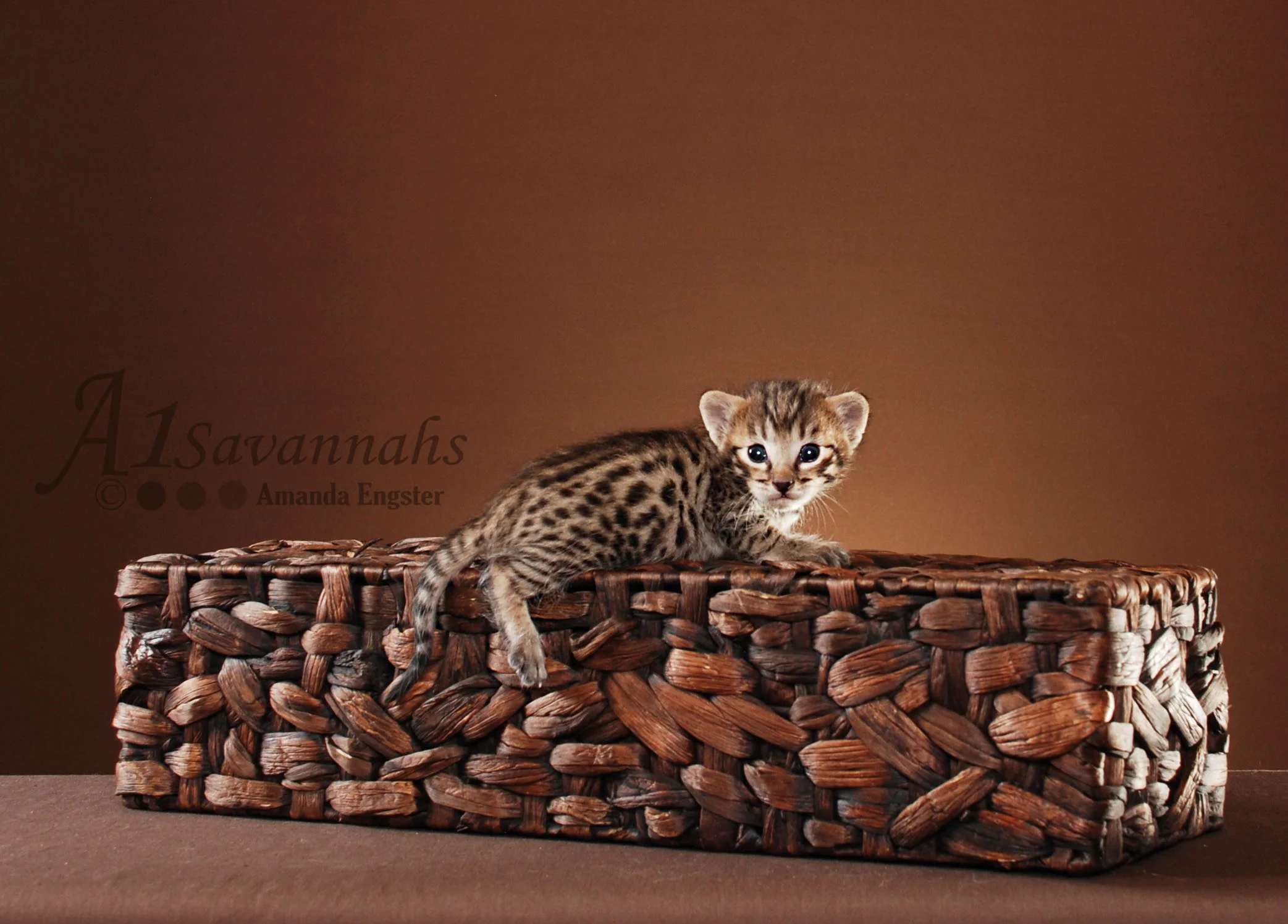 A1Savannahs Bruno SBT Male Savannah Kitten
