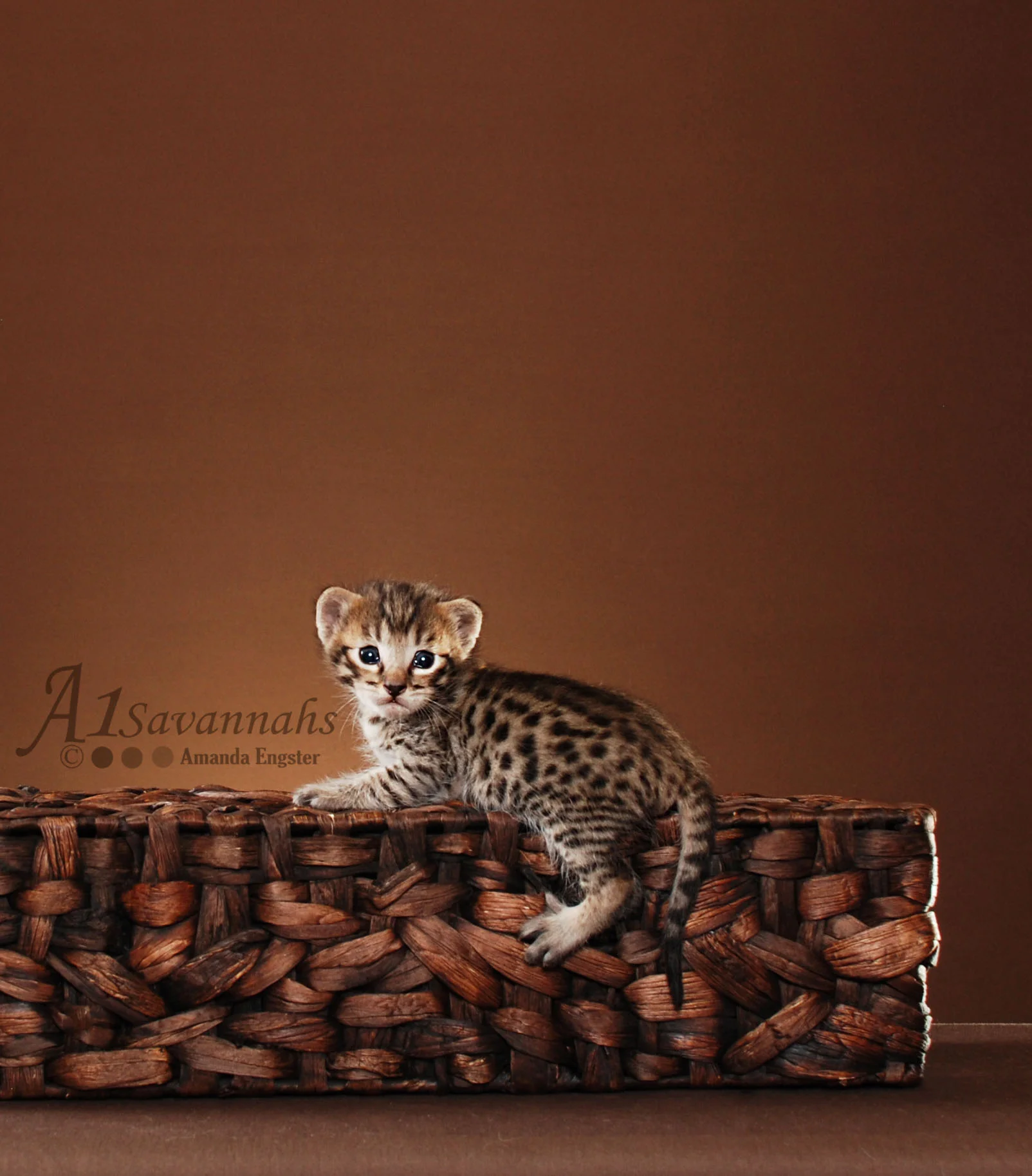 A1Savannahs Bruno SBT Male Savannah Kitten