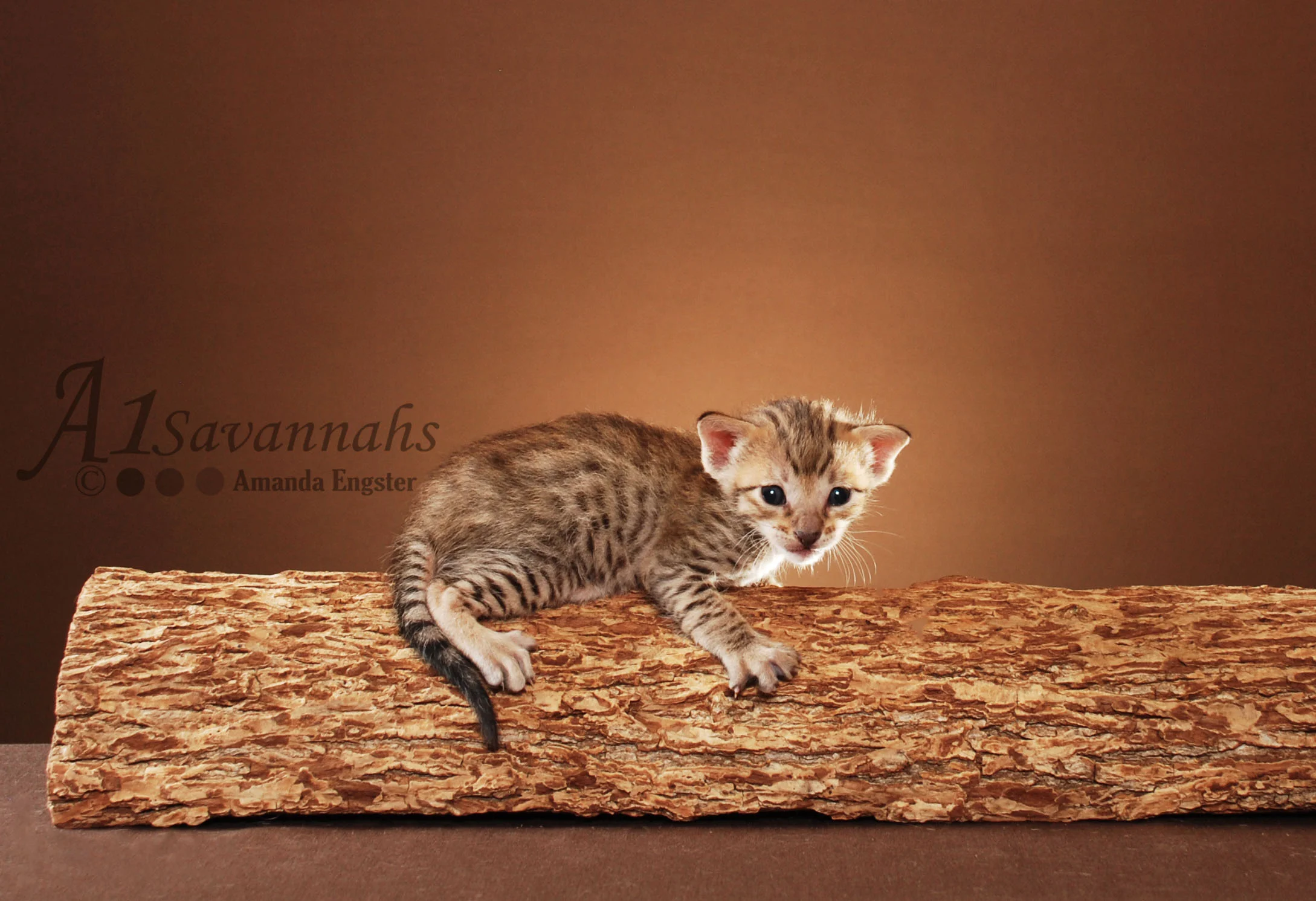 A1Savannahs Oscar SBT Male Savannah Kitten
