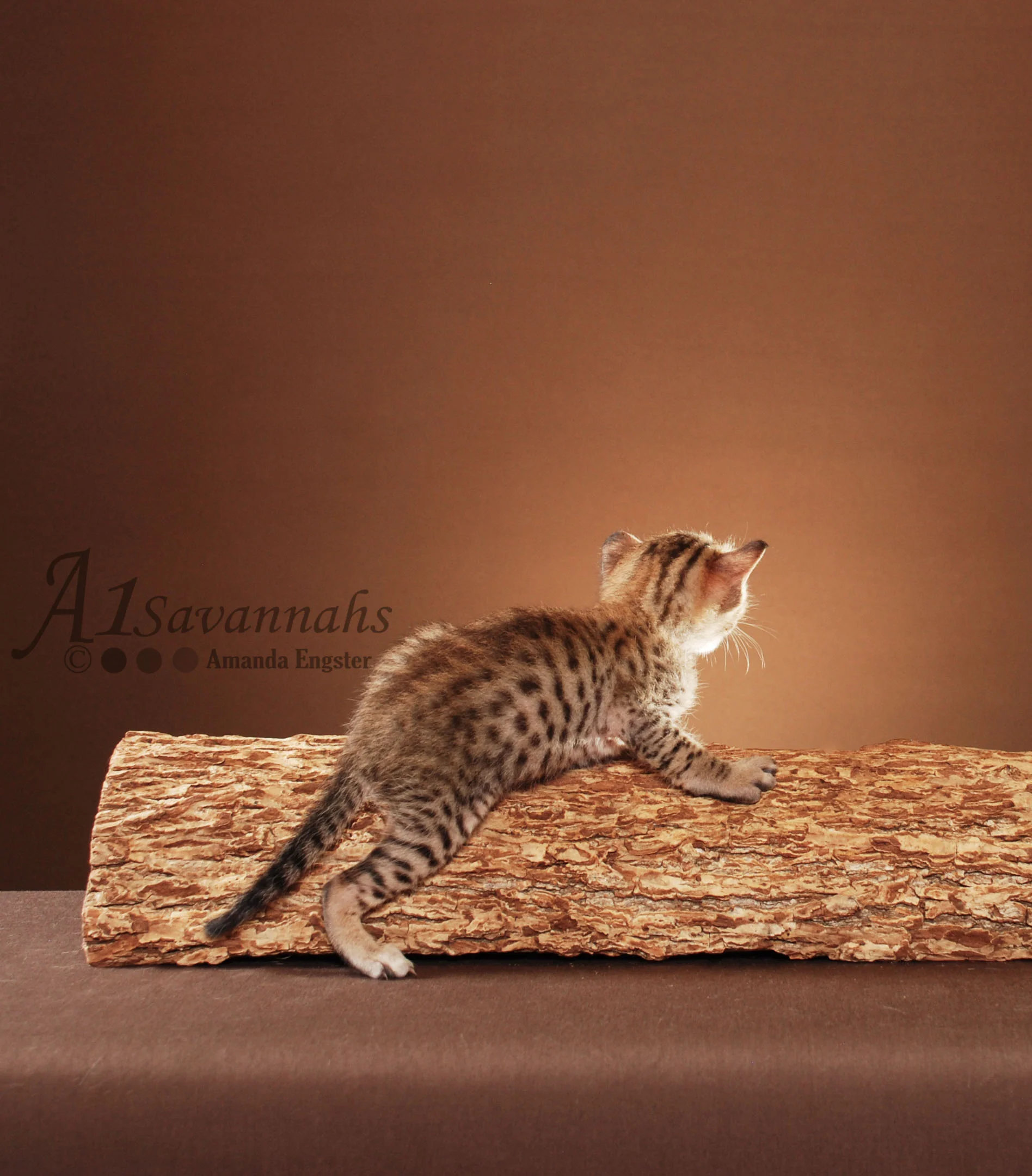 A1Savannahs Oscar SBT Male Savannah Kitten