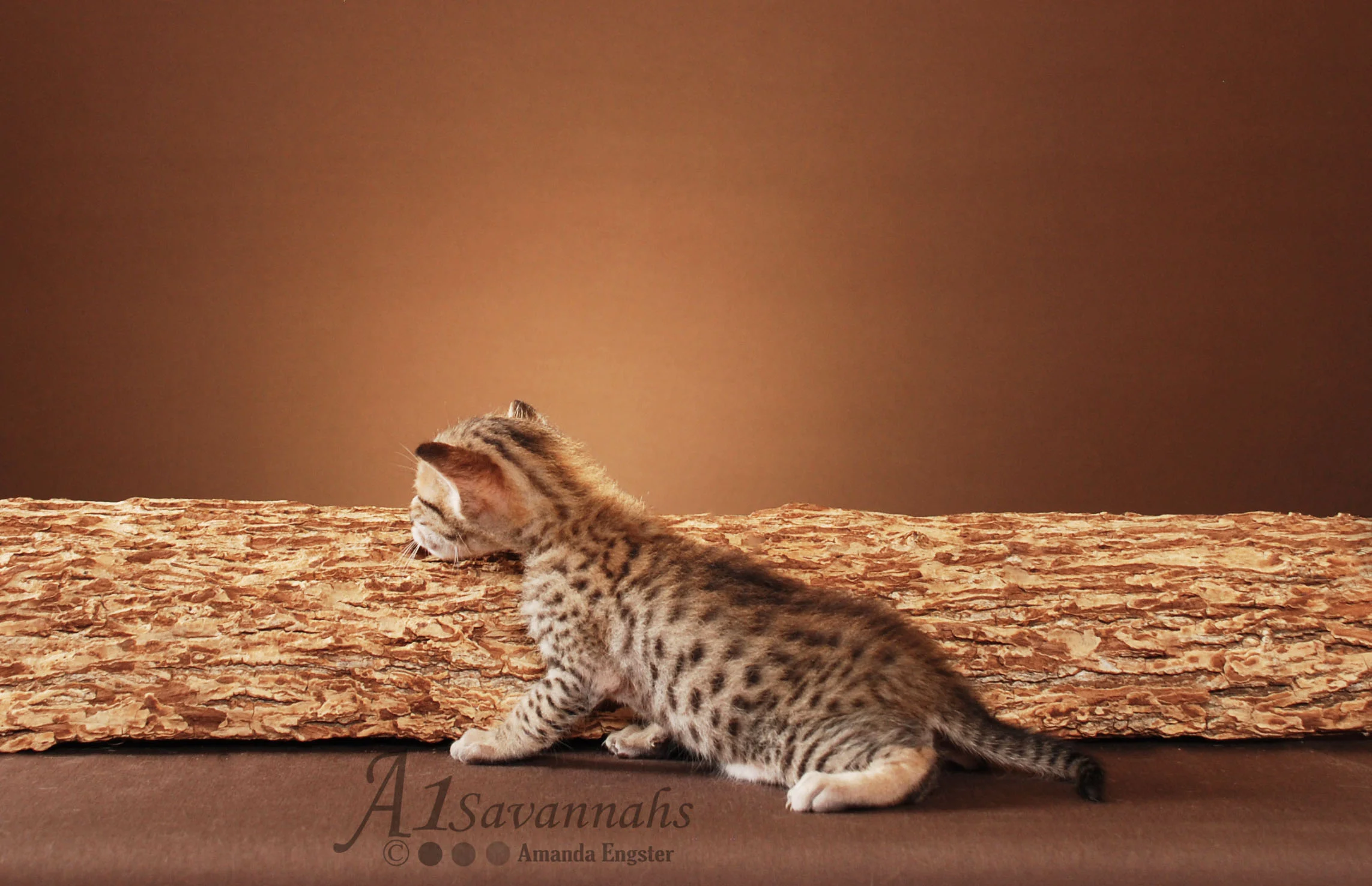 A1Savannahs Oscar SBT Male Savannah Kitten