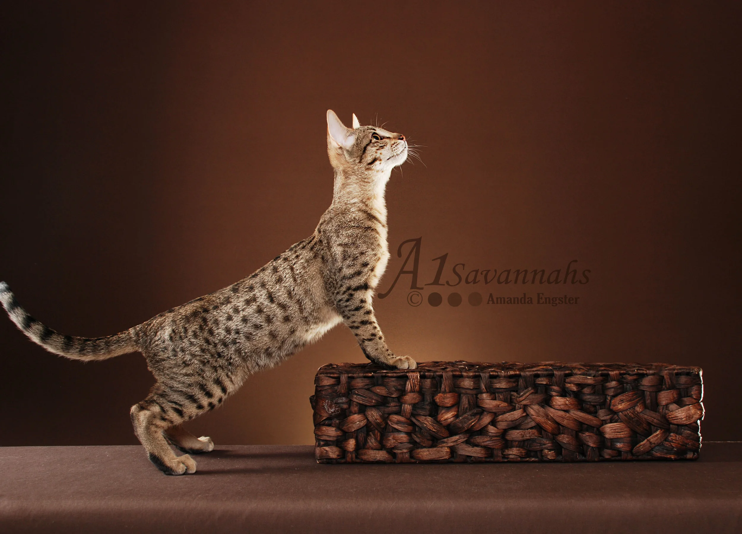 A1Savannahs Oscar SBT Male Savannah Kitten