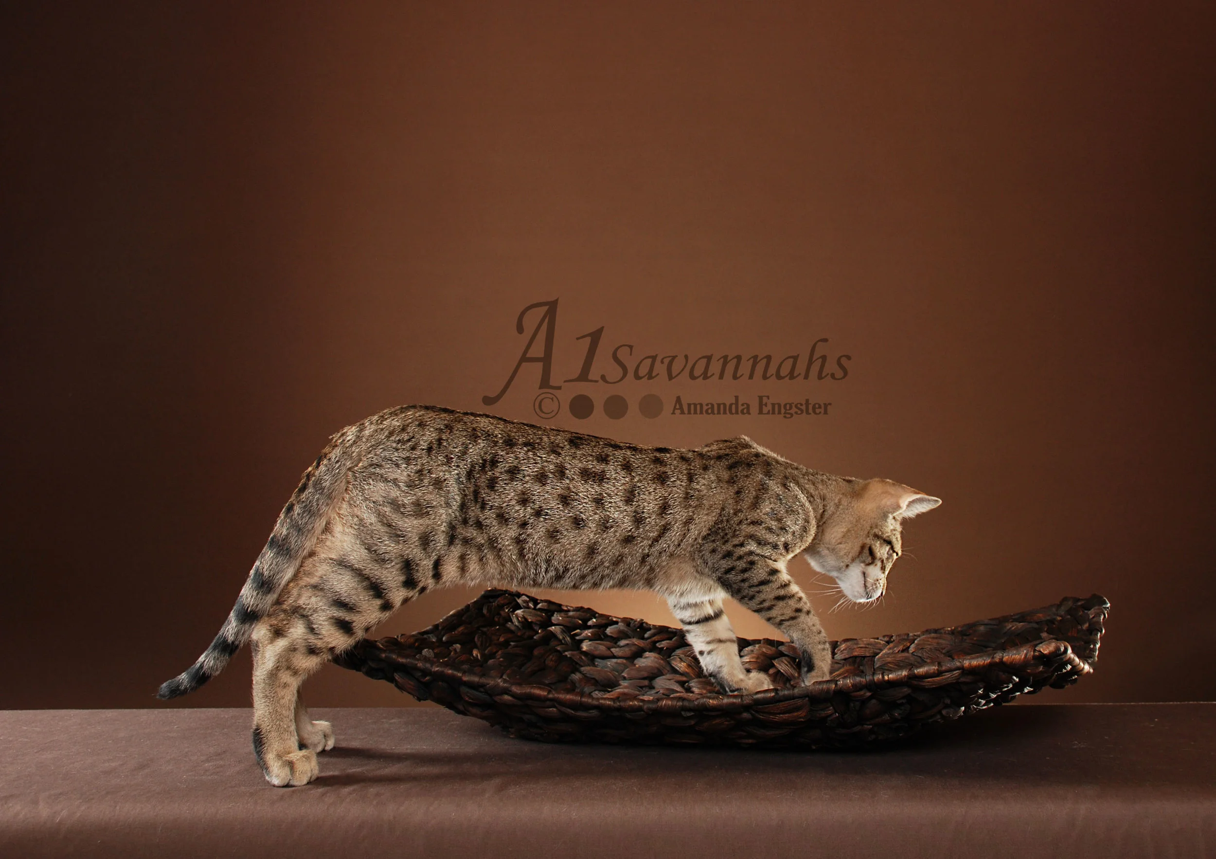 A1Savannahs Oscar SBT Male Savannah Kitten