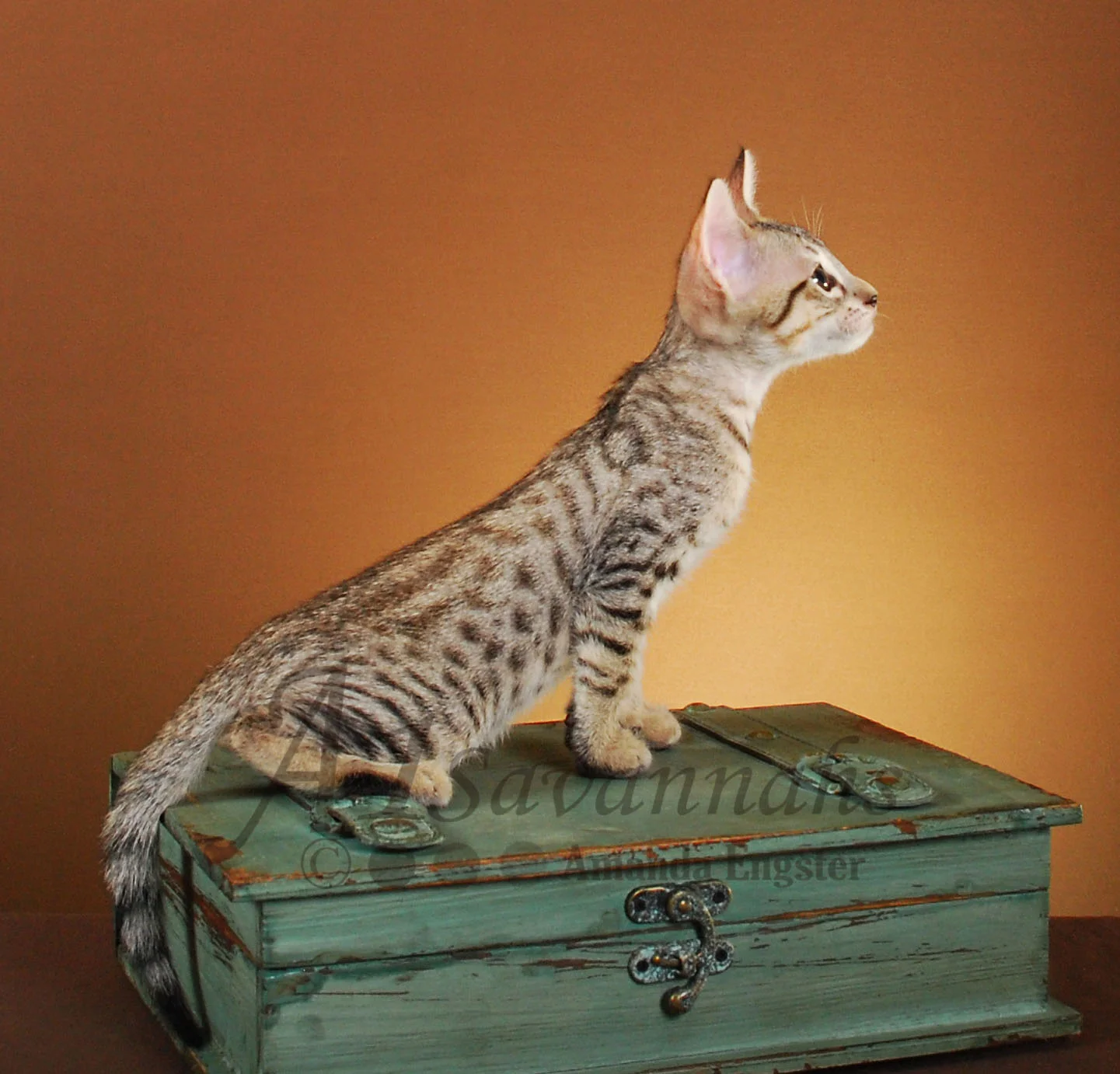 A1Savannahs Axton F4 Male Savannah Kitten