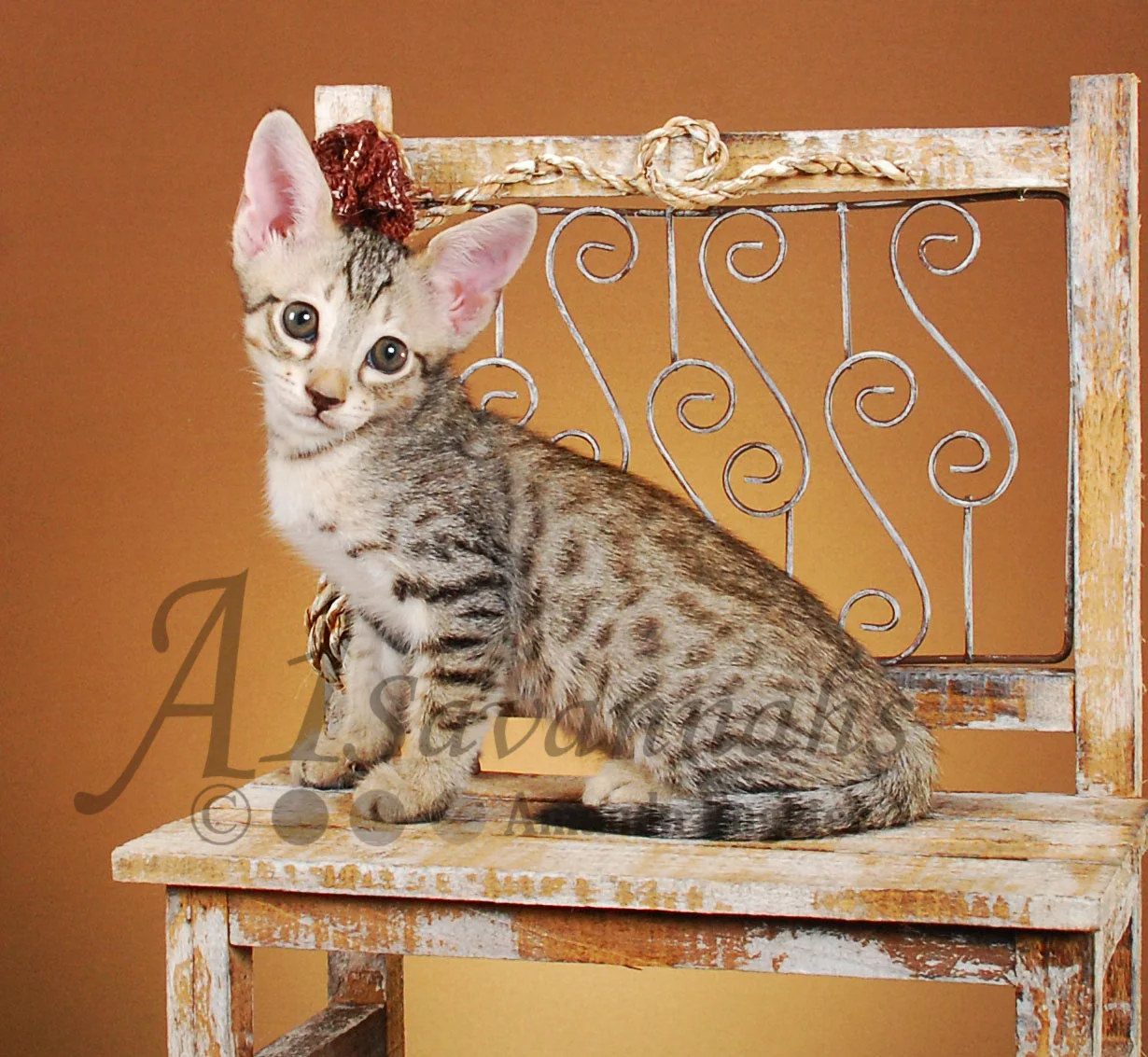 A1Savannahs Axton F4 Male Savannah Kitten