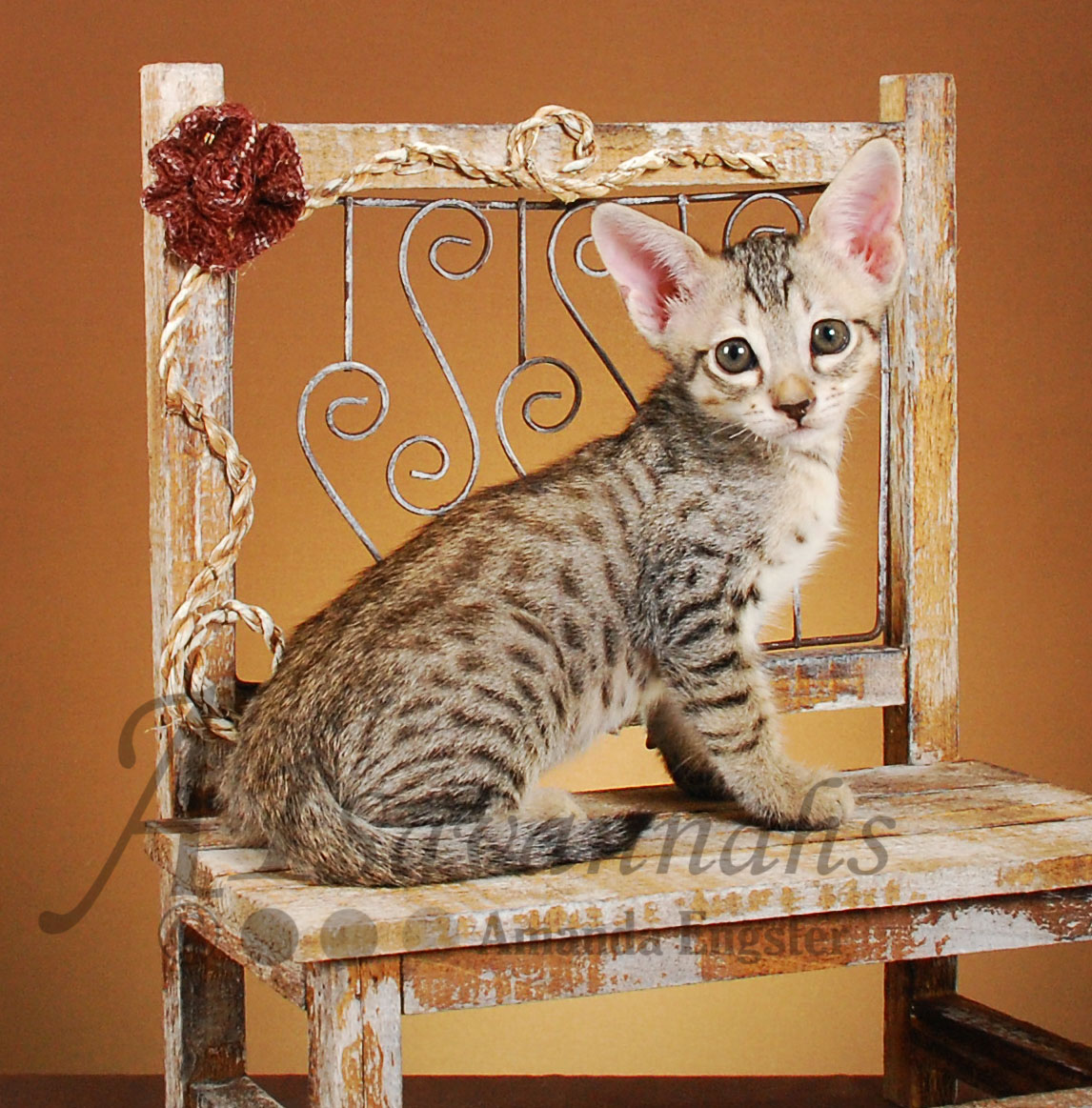 A1Savannahs Axton F4 Male Savannah Kitten
