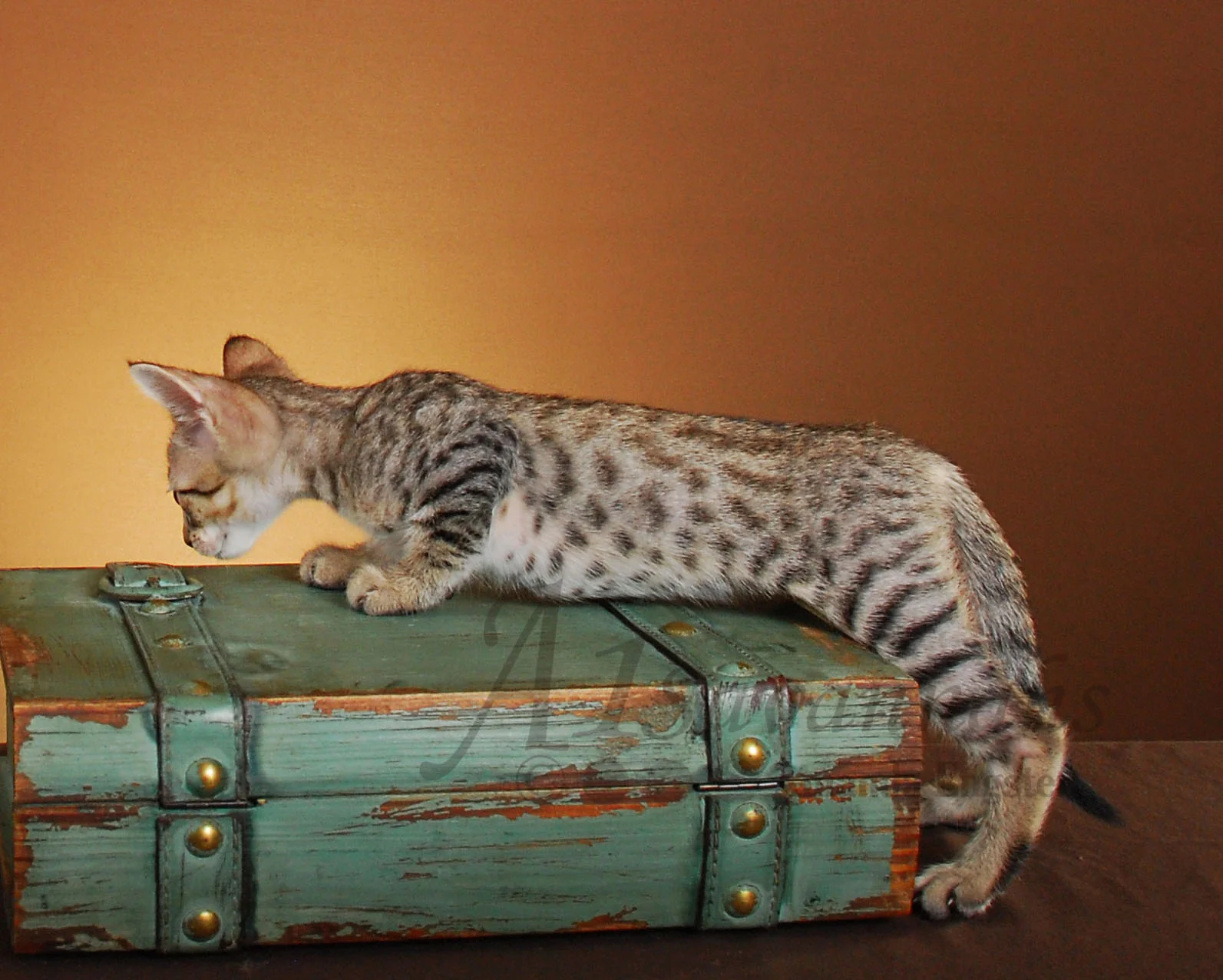 A1Savannahs Axton F4 Male Savannah Kitten