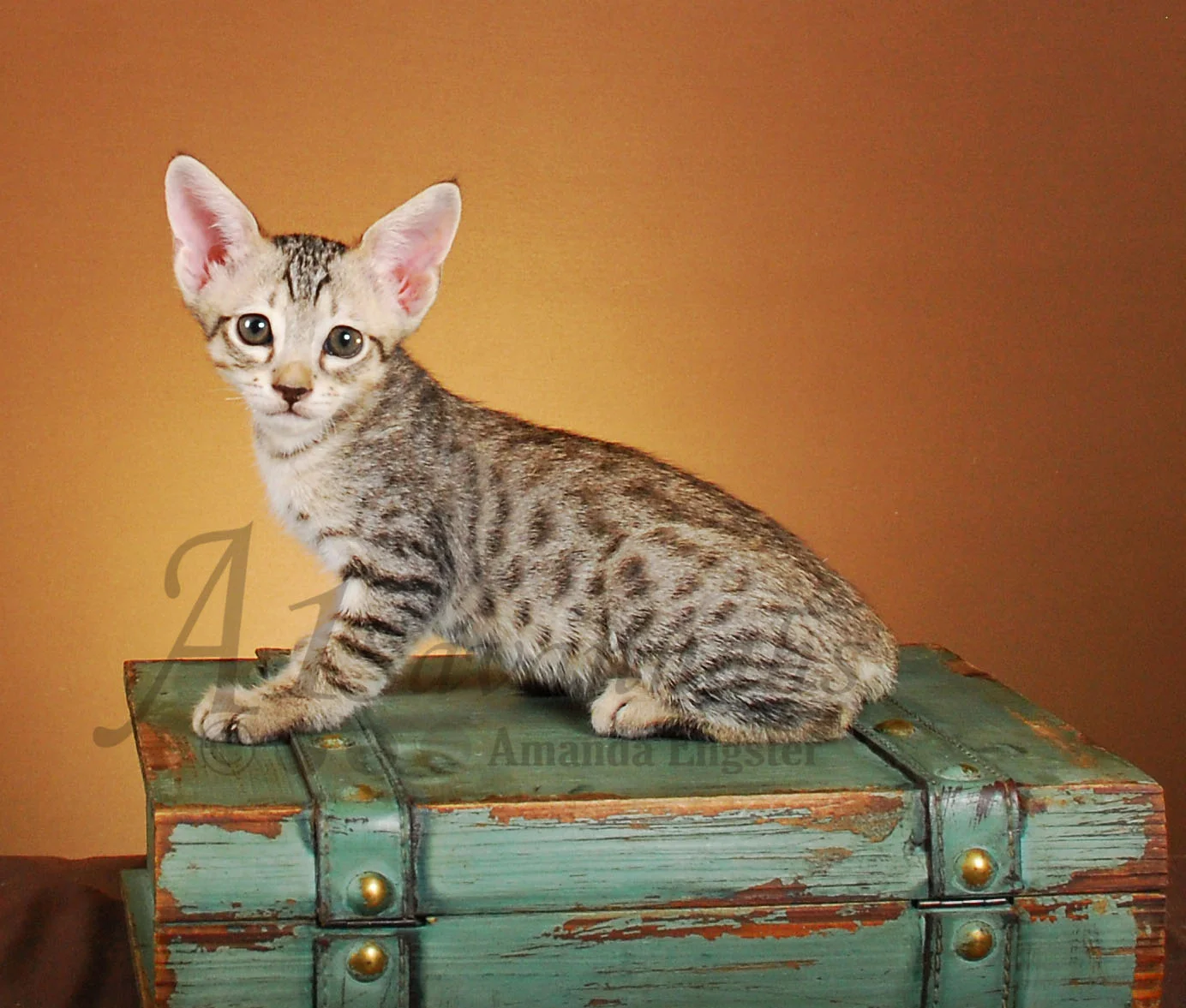 A1Savannahs Axton F4 Male Savannah Kitten